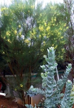 Acacia Subulate – Awl-leaf Wattle Seeds -Plant Shop Acacia subulata – Awl leaf Wattle in flower scaled 1