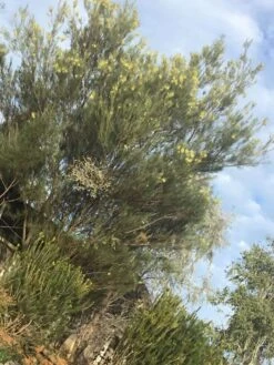 Acacia Subulate – Awl-leaf Wattle Seeds -Plant Shop Acacia subulata – Awl leaf Wattle scaled 1