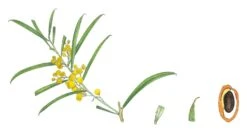 Acacia Uncifolia – Coast Wirilda Seeds -Plant Shop Acacia uncifolia