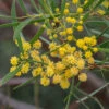 Acacia Uncifolia – Coast Wirilda Seeds -Plant Shop Acacia uncifolia Acacia uncifolia