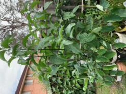 2x African Bitter-Sweet Leaf (Rooted & Potted) Seedling Plants -Plant Shop African Bitter 1 1