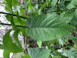 2x African Bitter-Sweet Leaf (Rooted & Potted) Seedling Plants -Plant Shop African Bitter 1.1 1