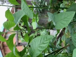 1x African Bitter-sweet Leaf (Rooted & Potted) Seedling -Plant Shop African Bitter 2