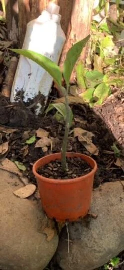 1x African Bitter-sweet Leaf (Rooted & Potted) Seedling -Plant Shop African Bitter 3