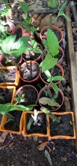 2x African Bitter-Sweet Leaf (Rooted & Potted) Seedling Plants -Plant Shop African Bitter 5 2