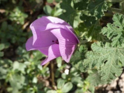 Alyogyne Huegelii – Wa Hibiscus Seeds -Plant Shop Alyogyne huegelii Pink Enough Wildtech June 2020 2
