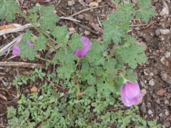 Alyogyne Huegelii – Wa Hibiscus Seeds