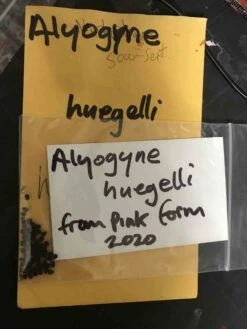 Alyogyne Huegelii – Wa Hibiscus Seeds -Plant Shop Alyogyne huegelii – WA Hibiscus my seed from Gin Gin