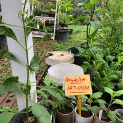 Jerusalem Artichoke Plants -Plant Shop Artichoke 1