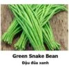 Snake Bean Seeds -Plant Shop B020035C E132 4168 8567 A0CDF968406B
