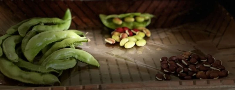 Organic Dolichos Lablab Bean Bush Variety / Valor Bean/ Chikkudukaya/ Avarai Seeds 3 Organic Dolichos Lablab Bean Bush Variety / Valor Bean/ Chikkudukaya/ Avarai Seeds