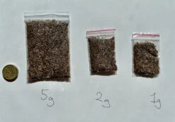 Xerochrysum Bracteatum (Mixed Colour) Everlasting Paper Daisy (5g Bulk) Seeds -Plant Shop BA45CC96 585F 4943 86CB 8FE516A62E00 scaled 1