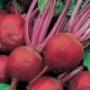 Beetroot Perfect 3 Seeds -Plant Shop BEETROOT PERFECT 3
