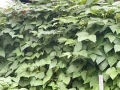 Organic Double Beans/ Tropical Lima Beans Seeds -Plant Shop BF3F1F95 5C53 48C2 8991 EBAEECBB6D5A scaled 1