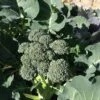 Broccoli Seeds -Plant Shop BROCCOLI 4
