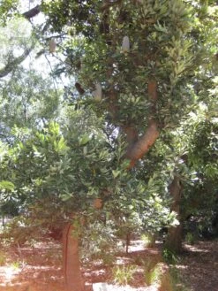 Banksia Serrata – Saw-tooth Banksia Seeds -Plant Shop Banksia serrata 2