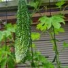 Bitter Gourd / Bitter Squash Seeds -Plant Shop Bitter Gourd scaled 1