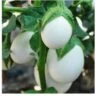 Thai Eggplant / White Eggplant Seeds -Plant Shop C19C8E8B 0475 45A2 8CE2 A9B92078CCE2 scaled 1