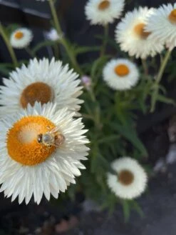 Xerochrysum Bracteatum (Mixed Colour) Everlasting Paper Daisy (5g Bulk) Seeds -Plant Shop C8757486 3C6D 4BD3 B26F 5DEAE576A2E2 scaled 1