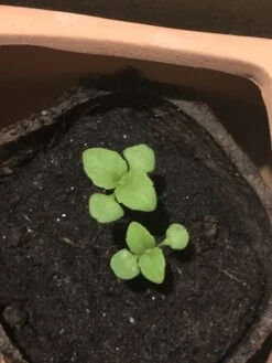 Organic Basil- Krishna Tulsi Seeds -Plant Shop C979C1EE FC6D 4457 84BE 339F85DFB800 scaled 1