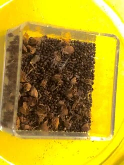 Organic Basil- Krishna Tulsi Seeds -Plant Shop CA427FA1 73C0 44CF AA62 8F359130EE15