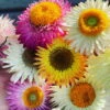 Xerochrysum Bracteatum (Mixed Colour) Everlasting Paper Daisy (5g Bulk) Seeds -Plant Shop CCECB6DB AB78 4601 8ED5 1B6A0A0F9E0E