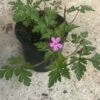 Herb Robert Seeds -Plant Shop CF3CDD48 B618 4FB8 B338 6BC7CFFC0E58