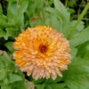 Calendula Orange Flash Seeds -Plant Shop Calendula orange flash 1