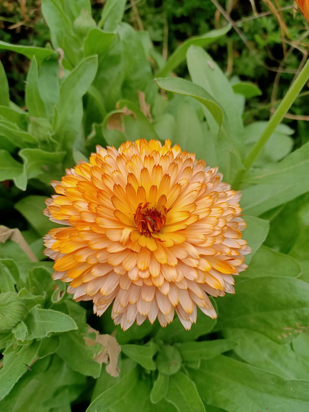 Calendula Orange Flash Seeds 3 Calendula Orange Flash Seeds