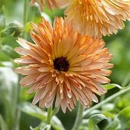 Calendula Orange Flash Seeds 5 Calendula Orange Flash Seeds - Image 3