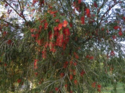 Callistemon Viminalis – Weeping Red Bottlebrush Seeds -Plant Shop Callistemon viminalis Weeping Red Bottlebrush 1