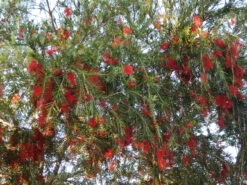 Callistemon Viminalis – Weeping Red Bottlebrush Seeds -Plant Shop Callistemon viminalis Weeping Red Bottlebrush 2