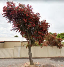 Callistemon Viminalis – Weeping Red Bottlebrush Seeds -Plant Shop Callistemon viminalis Weeping Red Bottlebrush 4