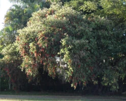 Callistemon Viminalis – Weeping Red Bottlebrush Seeds
