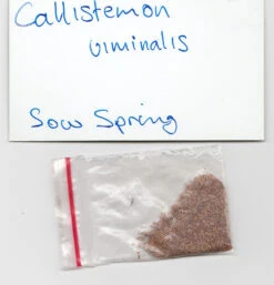 Callistemon Viminalis – Weeping Red Bottlebrush Seeds -Plant Shop Callistemon viminalis seed