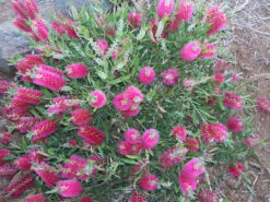Bottlebrush, Seeds From Callistemon ‘Purple Splendour’ Seeds -Plant Shop Callistemon ‘Purple Splendour 3