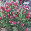 Bottlebrush, Seeds From Callistemon ‘Purple Splendour’ Seeds -Plant Shop Callistemon ‘Purple Splendour 4