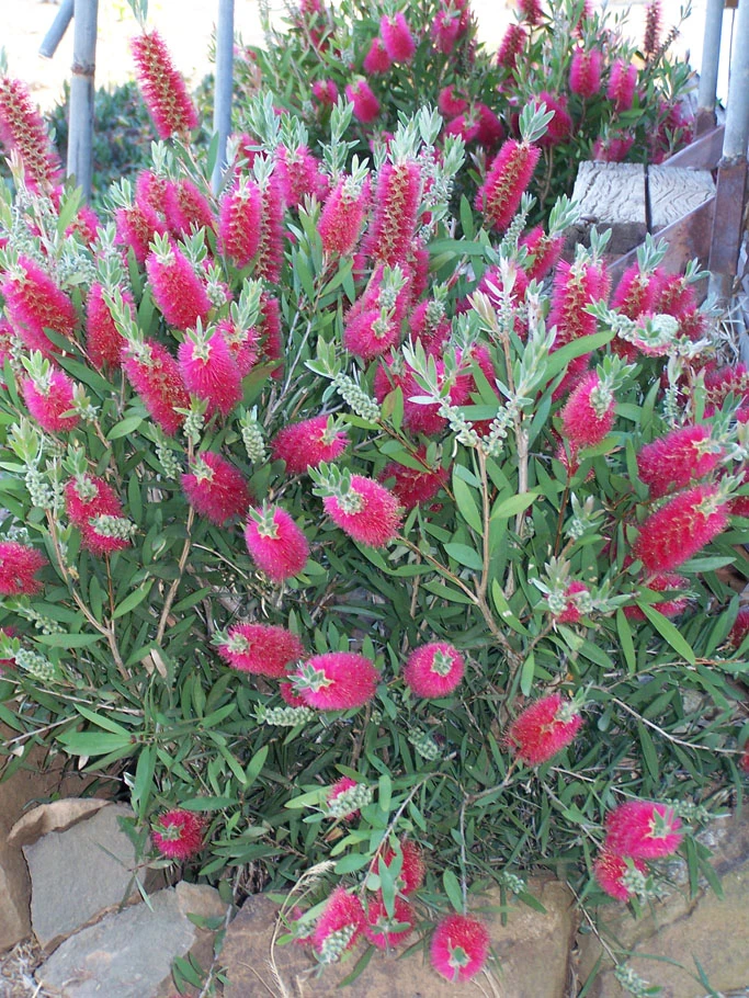 Plant Shop -Plant Shop Callistemon ‘Purple Splendour 4