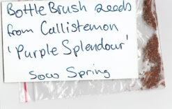 Bottlebrush, Seeds From Callistemon ‘Purple Splendour’ Seeds -Plant Shop Callistemon ‘Purple Splendour Seeds x 100