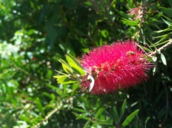 Bottlebrush, Seeds From Callistemon ‘Purple Splendour’ Seeds -Plant Shop Callistemon ‘Purple Splendour bottleBrush