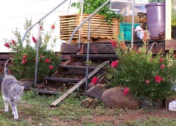 Bottlebrush, Seeds From Callistemon ‘Purple Splendour’ Seeds -Plant Shop Callistemon ‘Purple Splendour bottleBrush 3