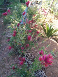Bottlebrush, Seeds From Callistemon ‘Purple Splendour’ Seeds -Plant Shop Callistemon ‘Purple Splendour bottleBrush 4 scaled 1