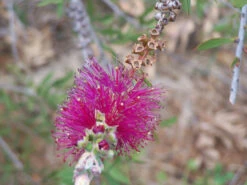 Bottlebrush, Seeds From Callistemon ‘Purple Splendour’ Seeds -Plant Shop Callistemon ‘Purple Splendour bottleBrush 5
