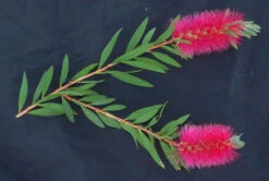 Bottlebrush, Seeds From Callistemon ‘Purple Splendour’ Seeds -Plant Shop Callistemon ‘Purple Splendour – C. salignus x 010116 2
