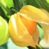 Cape Gooseberry Seedling Plants -Plant Shop Cape Gooseberry 2
