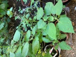 Cape Gooseberry Seedling Plants -Plant Shop Cape Gooseberry