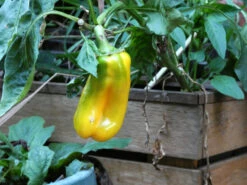 Yellow Capsicum ‘Amigo Gold’ – Capsicum Annuum Seeds -Plant Shop Capsicum annun – Capsicum ‘Yellow