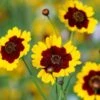 Mixed Coreopis Seeds -Plant Shop Coreopsis