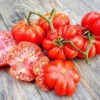 Tomato Costa Luta Seeds -Plant Shop Costaluta