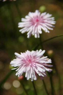 Crepis Rubra – Hawksbeard Seeds -Plant Shop Crepis rubra – Hawksbeard fI a